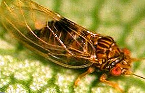 "Honey" threat lisobloshki and medyanitsy in your garden