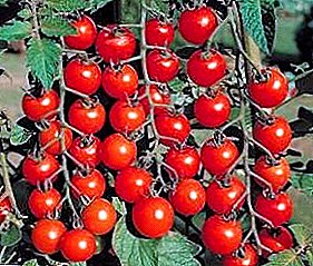 Kis-gyümölcsös, de gyümölcsöző - a vörös paradicsom fokozatú: a fotó és a minősítés leírása