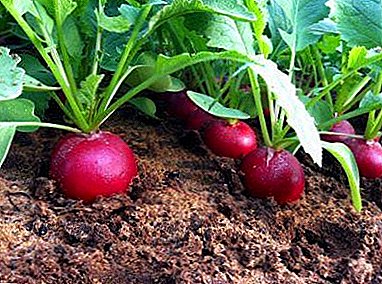 Menu for radishes: how to feed the plant after germination in the greenhouse and in the open field?