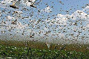 Locust control measures depending on the species: giant, desert, Asian, Moroccan