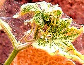 Measures and means of combating spider mite on cucumbers: in the greenhouse and on the site