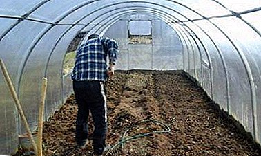 İlkbahar ve sonbaharda domates ekimi için seraların hazırlanmasına yönelik faaliyetler. Ne yapmalı?