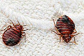 Môi trường sống của bọ xít sống trong một căn hộ: dấu hiệu về sự hiện diện của chúng, cách tìm và phá hủy tổ