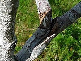 Kaedah menangani kumbang kulit pada pokok epal