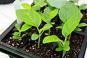 Eggplant seedling pest control methods