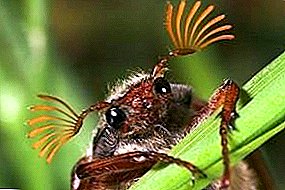 Metody i środki zwalczania larw Maybota
