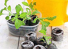 Eggplant seedling growing methods in a snail, peat tablets and on toilet paper: features of planting and proper care with each method