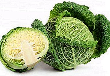 We know all about the benefits and harms of savoy cabbage and tell you about it!