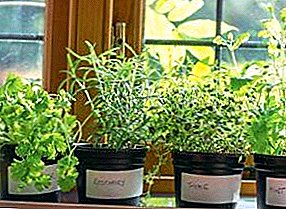 Mini invernadero para plantas de semillero en el alféizar de la ventana.