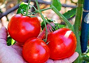 Un minimum de soucis avec la tomate "Le petit chaperon rouge": description, photo et description de la variété de tomates