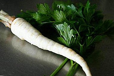 Multifaceted parsley root: features of use, its benefits and harms