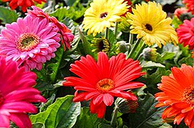 Vivaces en parterres de fleurs: planter des gerberas de jardin et soins ultérieurs