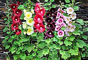 Perennial mallow - the queen of household plots