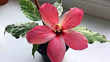Many-sided and bright variety of Chinese roses - all the nuances of growing Hibiscus Motley