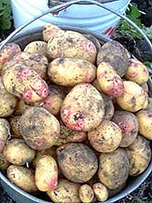 צדדית "Sorokodnevka" תפוחי אדמה: תיאור מגוון, תמונות, טיפים גדל