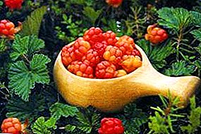 Cloudberry - a unique northern berry
