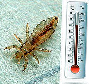Frost dan air mendidih dalam perang melawan parasit: berapa suhu di mana serangga mati, bisakah mereka dibekukan atau dibekukan?