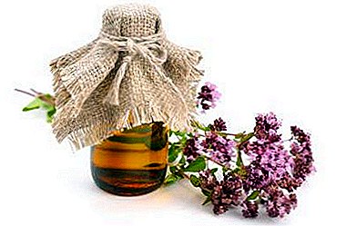 Una poderosa cura natural para muchas enfermedades es el aceite esencial de orégano. Propiedades y aplicación