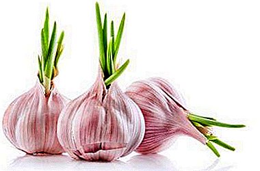 Is it possible to eat sprouted garlic or plant a plant in the soil?