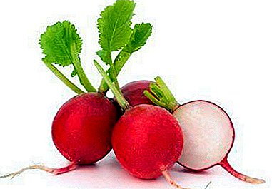 Est-il possible de manger des radis pour les personnes souffrant de goutte? Conséquences possibles et recettes alternatives