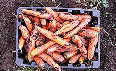 ¿Es posible almacenar zanahorias en el balcón en invierno y cómo hacerlo correctamente? Descripción de diferentes formas.