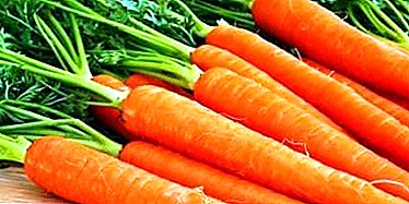 Est-il possible de nourrir les carottes avec de l'acide borique et du manganèse et comment le faire? Avantages et inconvénients d'un tel traitement