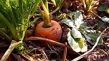 ¿Es posible alimentar zanahorias con amoníaco? ¿Cómo realizar el riego con amoníaco?