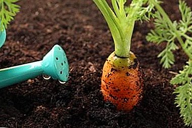 Est-il possible de nourrir les carottes avec du sel et comment le faire correctement? Conseils pratiques jardiniers