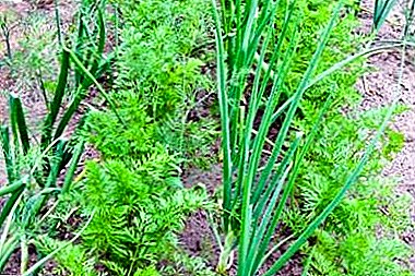 Is it possible to place carrots and onions in the same bed? Terms and plan of planting