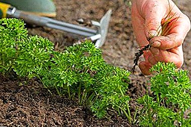Is it possible to speed up the germination of seeds - how to sow parsley, so that it will quickly grow?