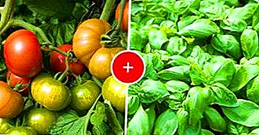 Je možné pěstovat bazalku s rajčaty poblíž ve stejném skleníku nebo v otevřeném poli? Jak to udělat správně?