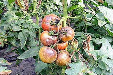 Чи можна захистити томати від хвороб і чим обробити їх насіння перед посадкою?