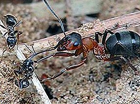 النمل حامية للغابات وحديقة وصحة الإنسان