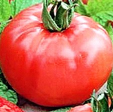 "Fleshy Handsome" - elegant tomato with high yield