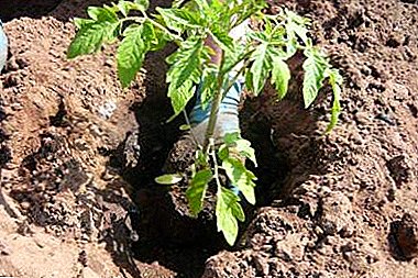 At what depth to plant the seeds of tomatoes in the ground and when picking? Practical advice