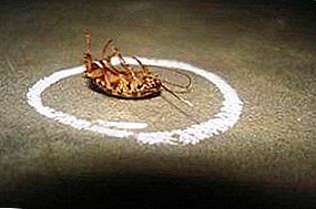 레드 북으로가는 길 : 바퀴벌레는 대도시의 아파트에서 어디로 이동합니까? 이 곤충들이 사라진 10 가지 이유