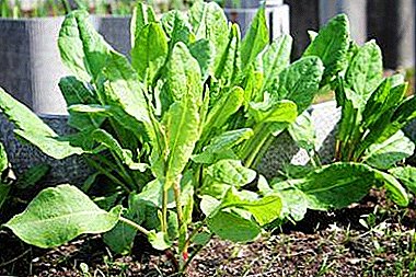Sotto il sole o all'ombra - dov'è meglio piantare l'acetosa? Raccomandazioni sulla scelta della posizione, del suolo e della rotazione delle colture