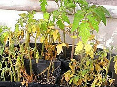 Note summer residents: why the yellow seedlings of tomatoes?