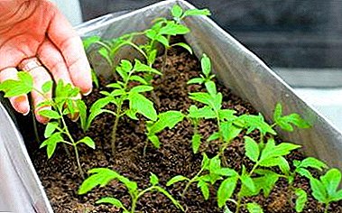 Nota para o residente de verão: como semear tomates em mudas em caixas