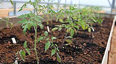 Megjegyzés: kertész: a paradicsom ültetése az üvegházban és az üvegházban