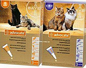 On the protection of your cats! Lawyer: cat flea and tick drops