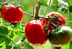 Confiable, bien probada variedad extra temprana de tomate "Schelkovsky temprano"