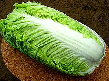 Find for gardeners - Peking cabbage Bilko