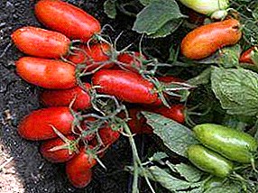 Zoek naar kassen en kassen - tomaat "Gulliver" uit het tomatenland