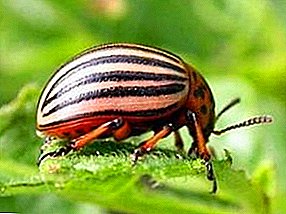 Colorado beetles flew to the potato. Methods of dealing with the Colorado potato beetle