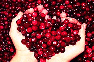 Traditional recipes from cranberries with honey and garlic. How do these products affect blood and blood vessels?