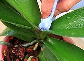 Pemulihan rakyat untuk memerangi hama labah-labah: sabun, sal ammoniac, bawang dan bawang putih