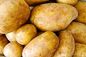 Folk potato "Ladoshka": description of the variety, photo, characteristic