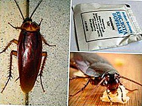 Folk remedy for cockroaches - boric acid with an egg: cooking recipes, recommendations for use, the pros and cons of the drug