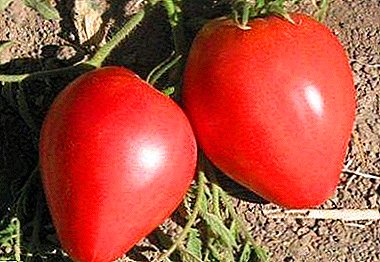 샐러드와 피클을위한 우아한 토마토 과일 - 다양한 토마토 설명과 특징 "Eagle Beak"